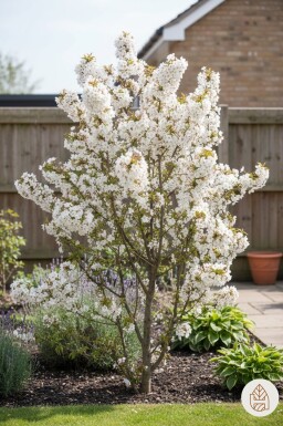 Prunus nipponica 'Brillant' arbuste 60-70 cm
