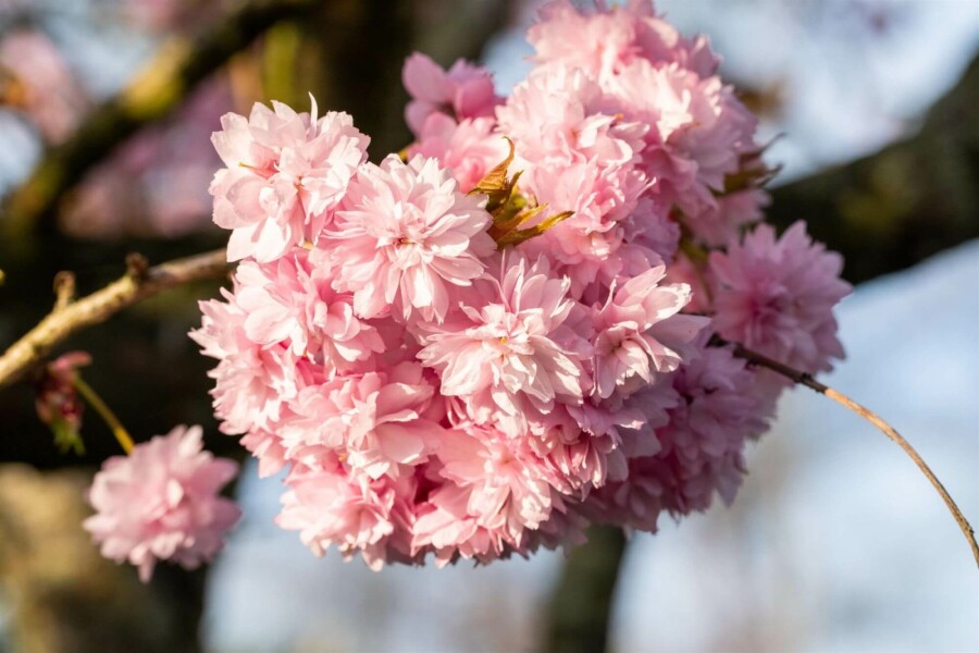 cerisier du Japon Prunus serrulata 'Kanzan' arbuste 100-125 C10 Prunus serrulata 'Kanzan' arbuste 100-125 cm