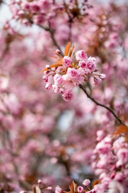 cerisier du Japon Prunus serrulata 'Kanzan' arbuste 100-125 C10 Prunus serrulata 'Kanzan' arbuste 100-125 cm