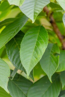cerisier du Japon Prunus serrulata 'Kanzan' arbuste 100-125 C10 Prunus serrulata 'Kanzan' arbuste 100-125 cm