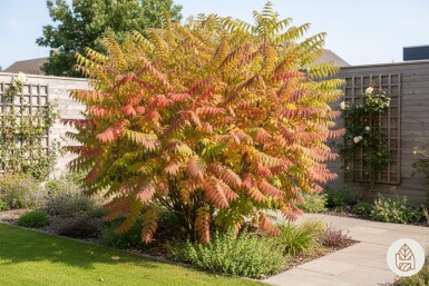 Rhus typhina 'Tiger Eyes' arbuste 30-40 cm