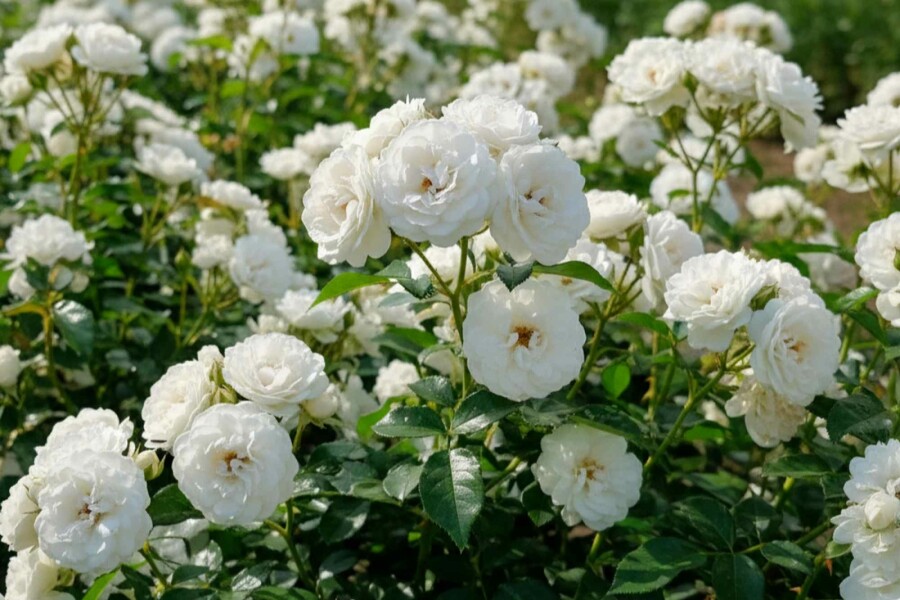 rosier Rosa 'White Fairy' arbuste 15-20 C1,5 Rosa 'White Fairy' arbuste 15-20 cm