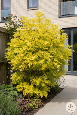 Sambucus nigra 'Golden Tower' arbuste 30-40 cm