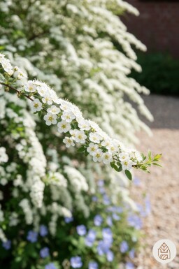 Spiraea cinerea 'Grefsheim' arbuste 100-125 cm
