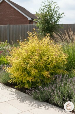 Spiraea japonica 'Golden Princess' arbuste 15-20 cm