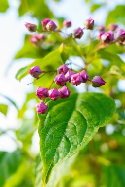 clérodendron trichotome Clerodendrum trichotomum arbuste Clerodendrum trichotomum arbuste