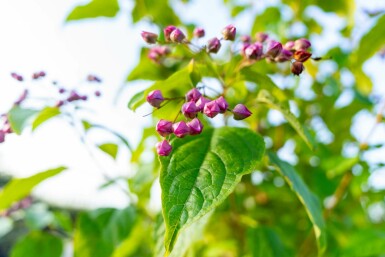 clérodendron trichotome Clerodendrum trichotomum arbuste Clerodendrum trichotomum arbuste