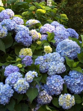 hydrangelle hortensia Hydrangea macrophylla 'The Original Blue' arbuste Hydrangea macrophylla 'The Original Blue' arbuste