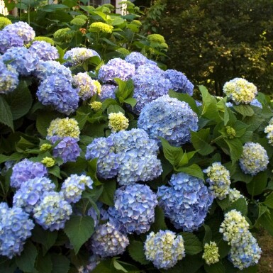 hydrangelle hortensia Hydrangea macrophylla 'The Original Blue' arbuste Hydrangea macrophylla 'The Original Blue' arbuste
