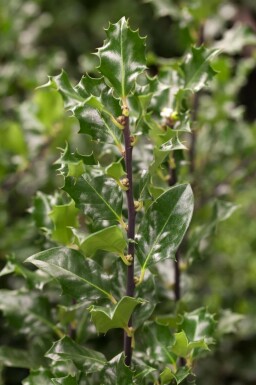 chêne Ilex meserveae 'Blue Angel' arbuste Ilex meserveae 'Blue Angel' arbuste