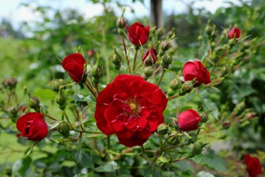rosier Rosa 'Red Fairy' arbuste Rosa 'Red Fairy' arbuste
