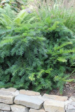 if Ă  baies Taxus baccata 'Repandens' arbuste Taxus baccata 'Repandens' arbuste