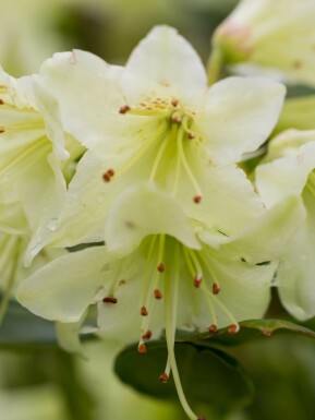 Rhododendron Rhododendron 'Shamrock' arbuste Rhododendron 'Shamrock' arbuste