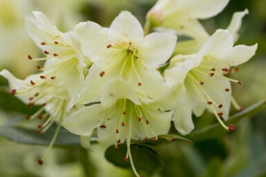 Rhododendron Rhododendron 'Shamrock' arbuste Rhododendron 'Shamrock' arbuste