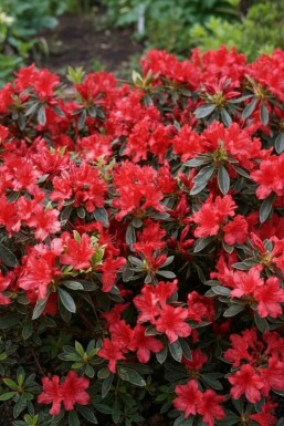 Rhododendron du Japon Azalea japonica 'Hot Shot' arbuste Azalea japonica 'Hot Shot' arbuste