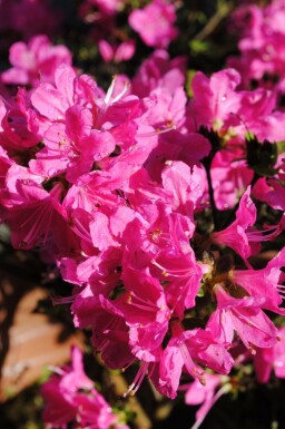 Rhododendron du Japon Azalea japonica 'Kermesina' arbuste Azalea japonica 'Kermesina' arbuste