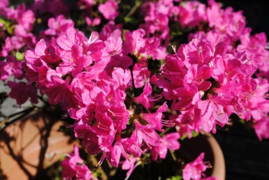 Rhododendron du Japon Azalea japonica 'Kermesina' arbuste Azalea japonica 'Kermesina' arbuste
