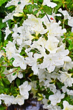 Rhododendron du Japon Azalea japonica 'Pleasant White' arbuste Azalea japonica 'Pleasant White' arbuste