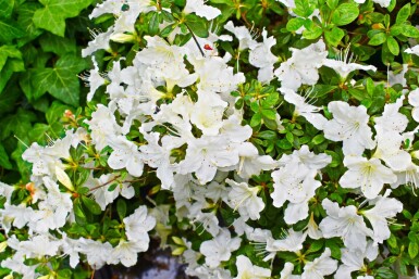 Rhododendron du Japon Azalea japonica 'Pleasant White' arbuste Azalea japonica 'Pleasant White' arbuste