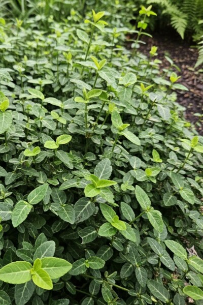 Euonymus fortunei var. radicans
