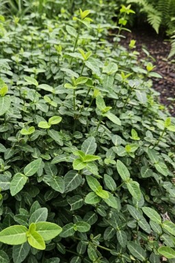 Euonymus fortunei var. radicans