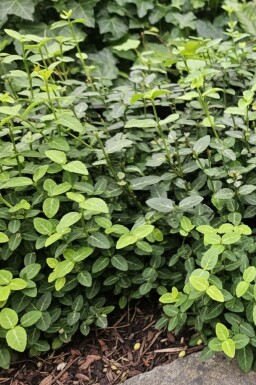 Euonymus fortunei var. radicans