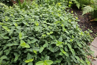 Euonymus fortunei var. radicans