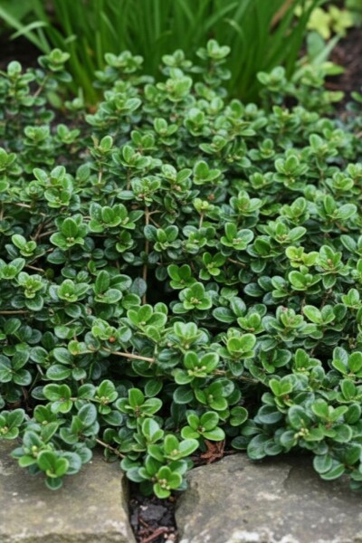 Lonicera crassifolia 'Little Honey' arbuste