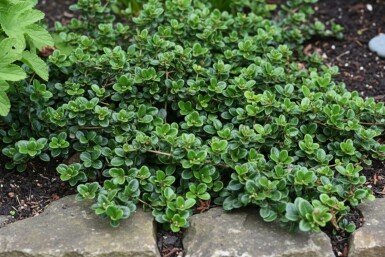 chévrefeuille Lonicera crassifolia 'Little Honey' arbuste Lonicera crassifolia 'Little Honey'
