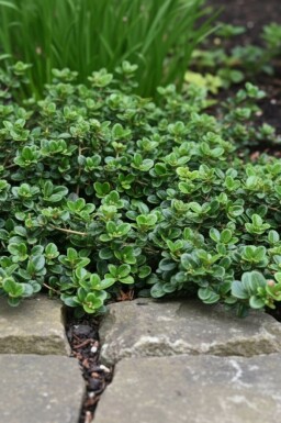 Lonicera crassifolia 'Little Honey' arbuste