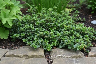 Lonicera crassifolia 'Little Honey' arbuste