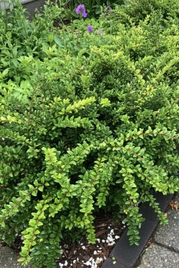 chèvrefeuille du Yunnan Lonicera nitida 'Maigrün' arbuste Lonicera nitida 'Maigrün'