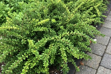 chèvrefeuille du Yunnan Lonicera nitida 'Maigrün' arbuste Lonicera nitida 'Maigrün'