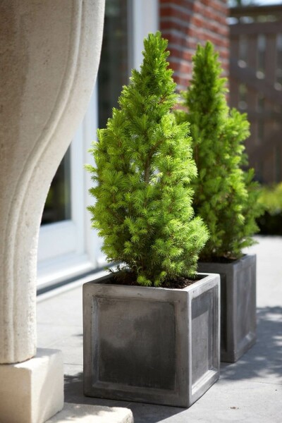 épicéa glauque Picea glauca 'Conica Perfecta' arbuste Picea glauca 'Conica Perfecta' arbuste
