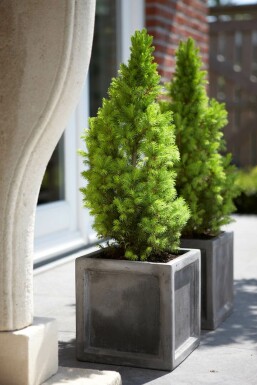 épicéa glauque Picea glauca 'Conica Perfecta' arbuste Picea glauca 'Conica Perfecta' arbuste