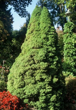 épicéa glauque Picea glauca 'Conica Perfecta' arbuste Picea glauca 'Conica Perfecta' arbuste