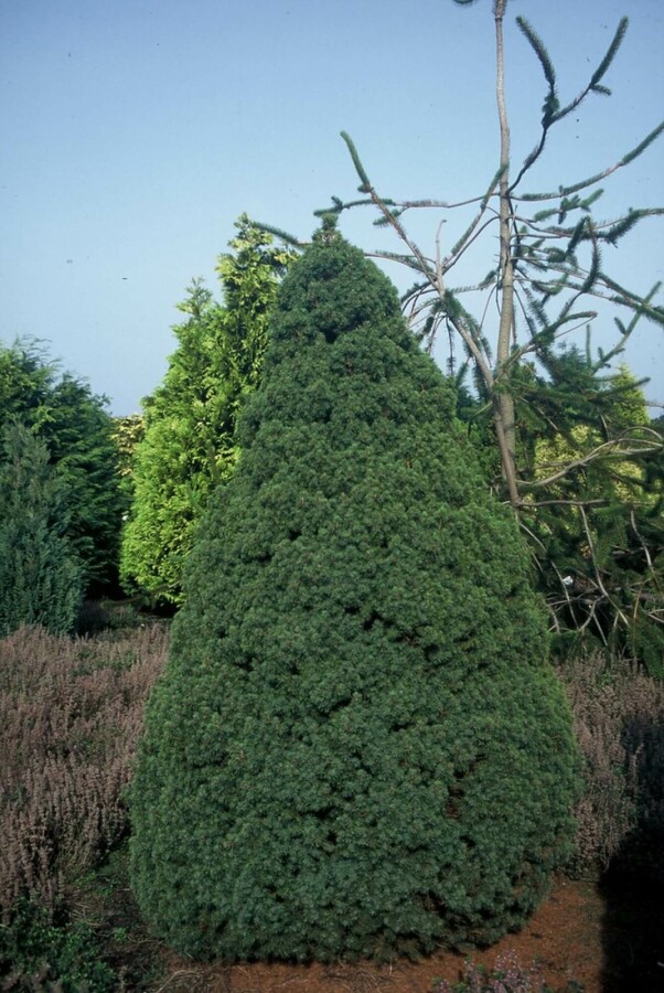épicéa glauque Picea glauca 'Conica Perfecta' arbuste Picea glauca 'Conica Perfecta' arbuste