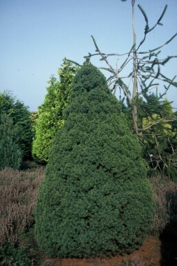 épicéa glauque Picea glauca 'Conica Perfecta' arbuste Picea glauca 'Conica Perfecta' arbuste