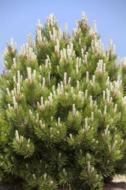 pin mugho Pinus mugo arbuste Pinus mugo