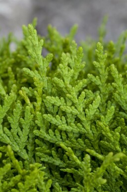 Platycladus d'Orient Platycladus orientalis 'Aurea Nana' arbuste Platycladus orientalis 'Aurea Nana' arbuste