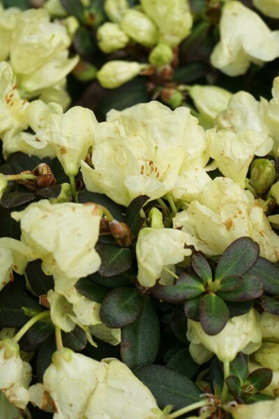 Rhododendron emmêlé Rhododendron impeditum 'Wren' arbuste Rhododendron impeditum 'Wren' arbuste