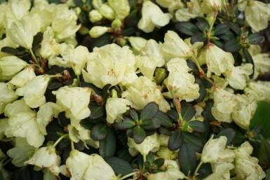 Rhododendron emmêlé Rhododendron impeditum 'Wren' arbuste Rhododendron impeditum 'Wren' arbuste