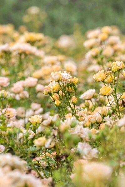 rosier Rosa 'Yellow Fairy' arbuste Rosa 'Yellow Fairy' arbuste