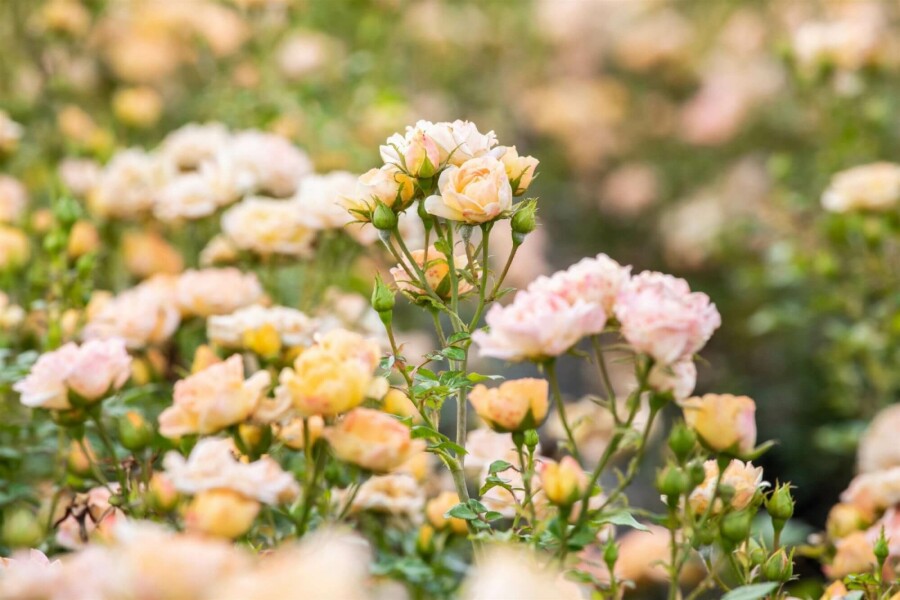 rosier Rosa 'Yellow Fairy' arbuste Rosa 'Yellow Fairy' arbuste