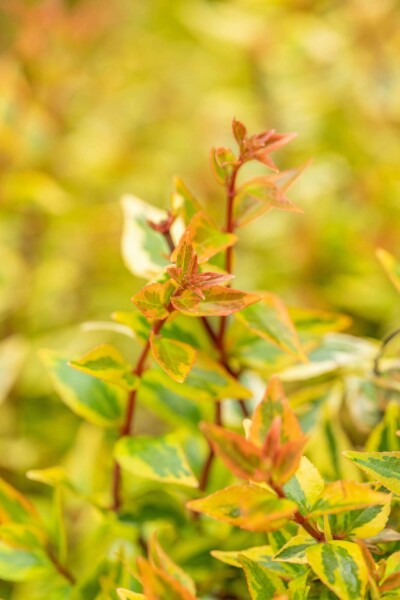 Abelia grandiflora 'Kaleidoscope' arbuste 30-40 cm