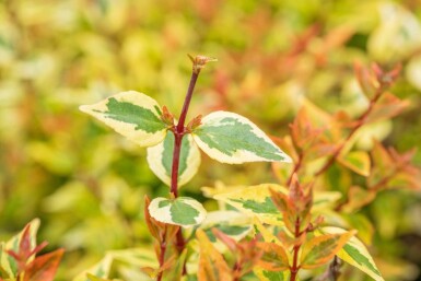 Abelia grandiflora 'Kaleidoscope' arbuste 30-40 cm