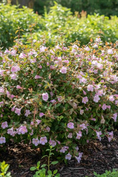 Abelia grandiflora 'Pinky Bell's' arbuste
