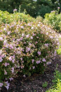 Abelia grandiflora 'Pinky Bell's' arbuste