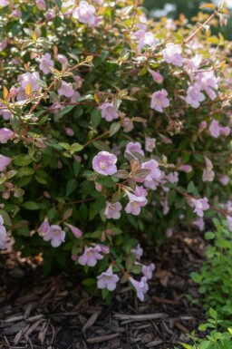 Abelia grandiflora 'Pinky Bell's' arbuste