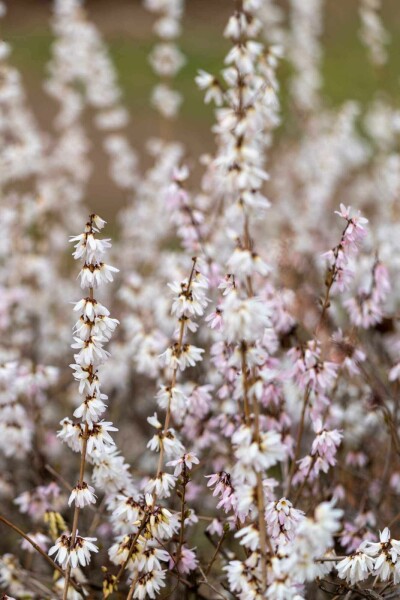 Forsythia de corée Abeliophyllum distichum arbuste Abeliophyllum distichum arbuste